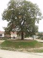 Bodvaszilas_2011_09_23 029
